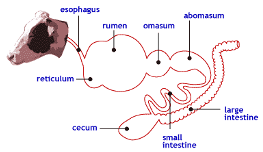 <ul><li><p>rumen</p></li><li><p>reticulum</p></li><li><p>omasum</p></li><li><p>abomasum</p><ul><li><p>true stomach</p><ul><li><p>don’t secrete digestive enzymes/ HCl</p></li></ul></li></ul></li></ul><p></p>