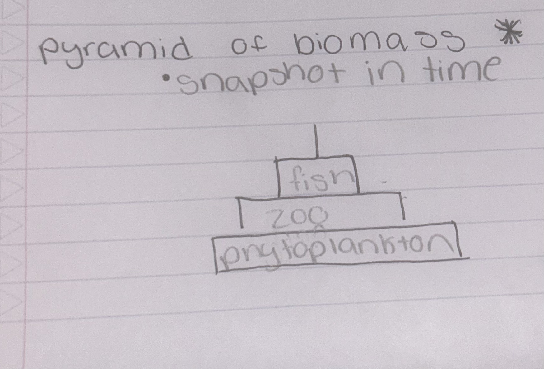 * snapshots in time
* represent current total living biomass in an ecosystem