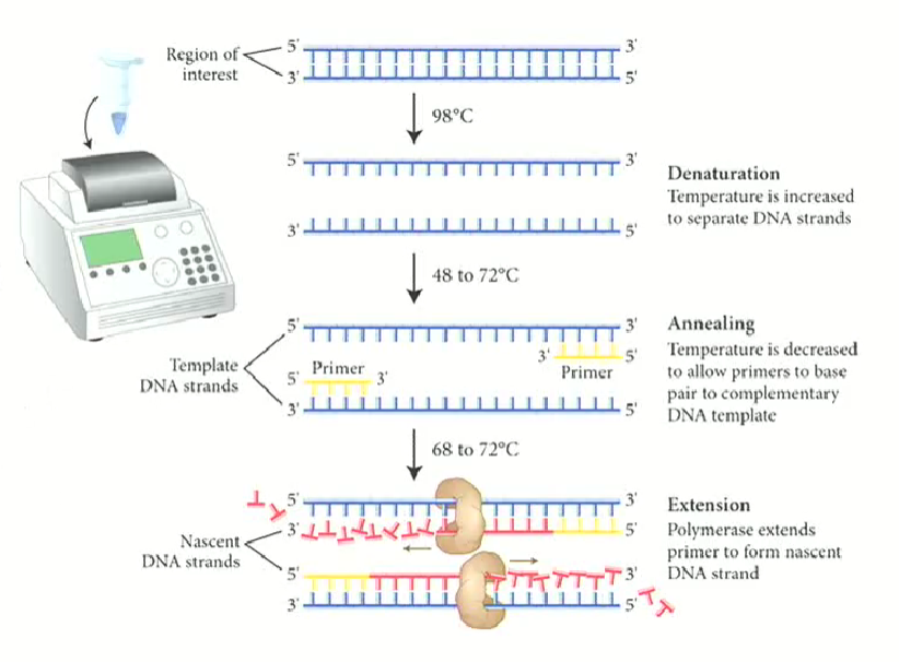<ul><li><p>uses Taq DNA polymerase (comes from thermophyllic bacteria)</p></li><li><p>Taq polymerase has an optimal temperature of around 60 degrees</p></li><li><p>No proofreading exonuclease activity (error-prone)</p></li><li><p>Other enzymes with higher fidelity can also be used</p></li></ul><p></p>