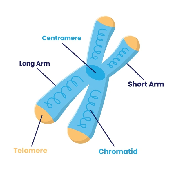 <p>What part of the 2 sisters chromatids are located?</p>