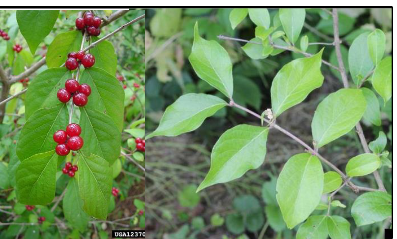 <p>Caprifoliaceae</p><p>Lonicera maackii</p>