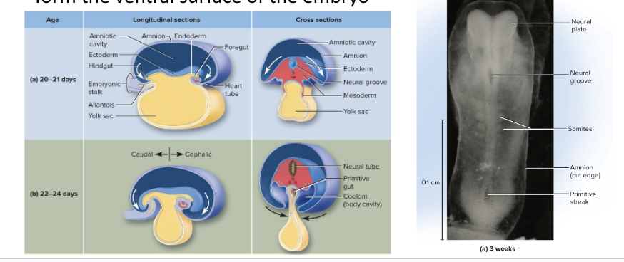 <p>In embryonic stage, the flat embryonic disc is converted into a more cylindrical form</p><ul><li><p>Occurs during week 4</p></li><li><p>Embryo grows rapidly and folds around a membrane called a yolk sac</p><ul><li><p><span style="background-color: transparent;"><span>yolk sac serves as early blood</span></span></p></li></ul></li></ul><ul><li><p>Embryo becomes C-shaped, with head and tail almost touching</p></li><li><p>Lateral margins of the disc fold around the sides of the yolk sac to form the front surface of the embryo</p></li><li><p><span style="background-color: transparent;"><span>Neural groove forms in the center of this C shaped embryo - is the CNS </span></span></p></li><li><p><span style="background-color: transparent;"><span>As a result of the embryonic folding, the entire surface is covered with ectoderm, and the mesoderm splits into 2 layers</span></span></p></li></ul><p></p>