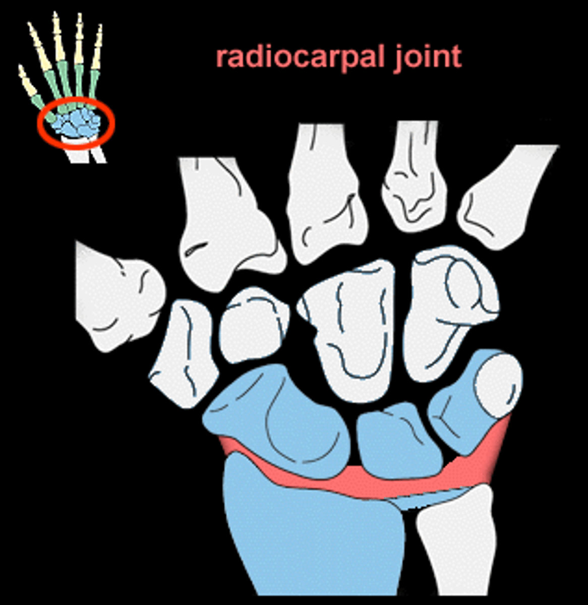 <p>articulation between the concave distal end of the radius (proximally) and the convex scaphoid, lunate and triquetrum bones (distally); allows for flexion, extension, radial deviation and ulnar deviation</p>