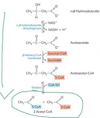 <p><strong>DBHBDHase </strong>+ DBHB + NAD+ &gt; AAc</p><ul><li><p>forms acetoacetate via DHase (reverse of previous step)</p></li></ul><p><strong>BKACoATase </strong>+ SCoA + AAc &gt;AACoA + Succ</p><ul><li><p>forms acetoacetylCoA and succinate using succCoA and BKACoATrase</p></li></ul><p><strong>Thiolase </strong>+ AACoA + CoASH &gt; 2ACoA</p><ul><li><p>forms 2ACoA using CoASH and thiolase</p></li></ul><p></p>