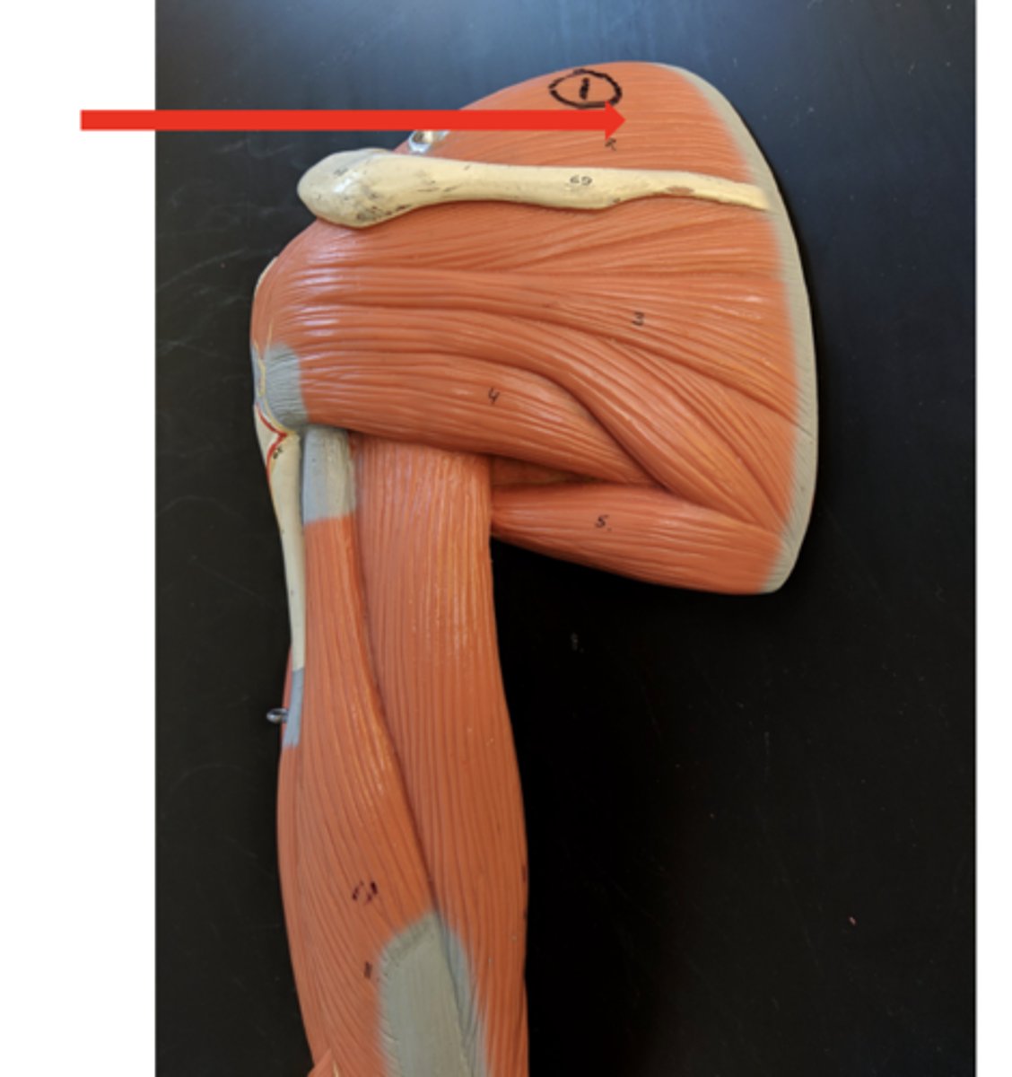 <p>what is this?</p>