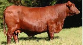 <p>beef breed, 5/8 shorthorn, 3/8 brahman, good material breed, little to no hump present on the back, often a deep, rich, cherry-red color, pendulous ears</p>