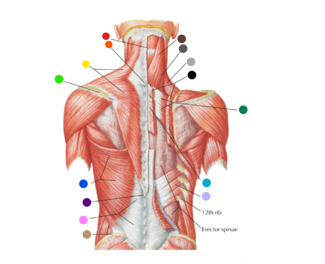 <p>What is the structure at the orange dot? </p>