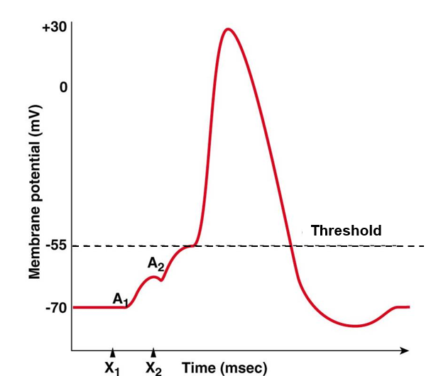 <p><strong>additive effect</strong> of multiple neurons sending a signal to another neuron close together in time (more than one <strong>graded potential</strong>)</p><ul><li><p>if graded potentials are too far apart in time, then no summation occurs</p></li><li><p>if graded potentials are close together in time &amp; arrive at trigger zone in short period of time, they may sum and create an action potential</p></li></ul>