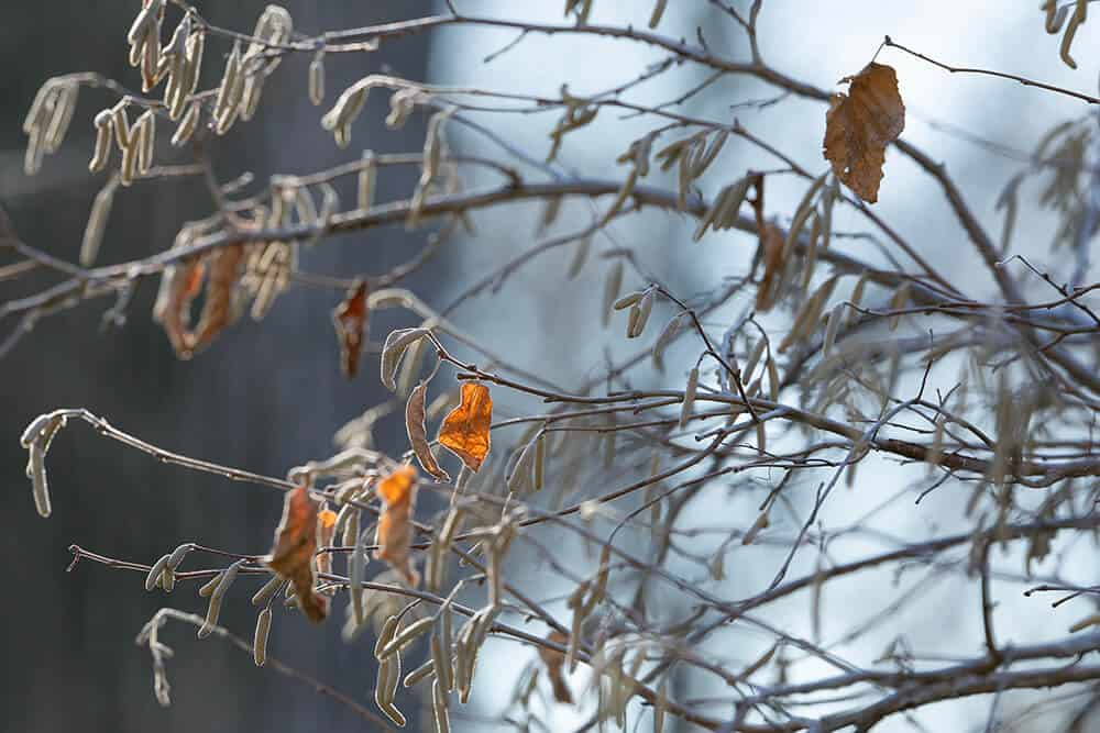 <p>Family:</p><p>Genus:</p><p>Species:</p><p>Common Name:</p>