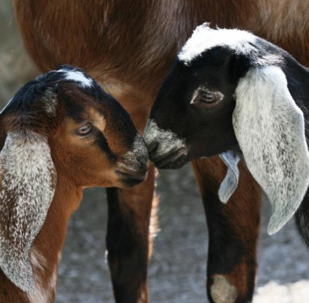 <ul><li><p>Originated in South Africa</p></li><li><p>Considered the <strong>most muscular</strong> Dairy Goat</p><ul><li><p><strong>Doesn’t produce as much milk</strong></p></li></ul></li><li><p>Have long, floppy ears &amp; a roman nose</p></li><li><p>Come in a variety of colors</p></li></ul><p></p>