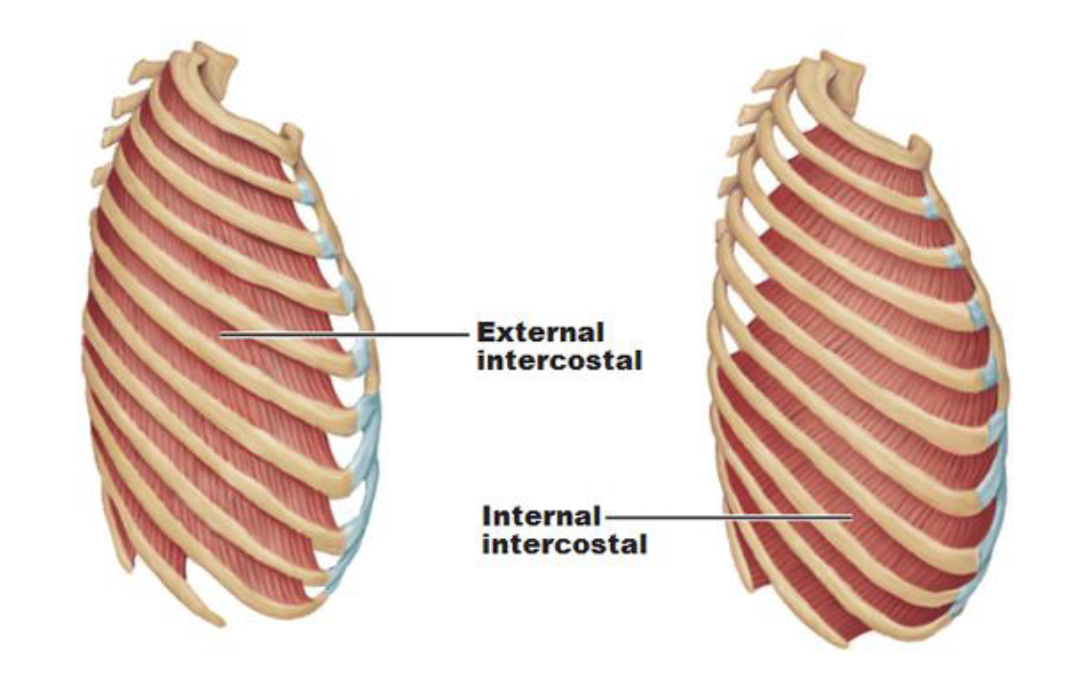 <ul><li><p>Create and move the chest wall</p></li><li><p>Assist with the breathing process</p></li><li><p>Forced and quiet inhalation</p></li></ul><p></p>