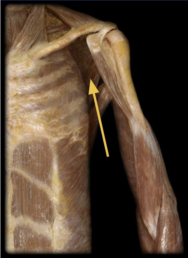 <p>subscapularis m. </p><p>O: Subscapular fossa<br>I: Lesser tubercle of humerus<br>A: medial rotation of arm<br>Inn: subscapular n.</p>