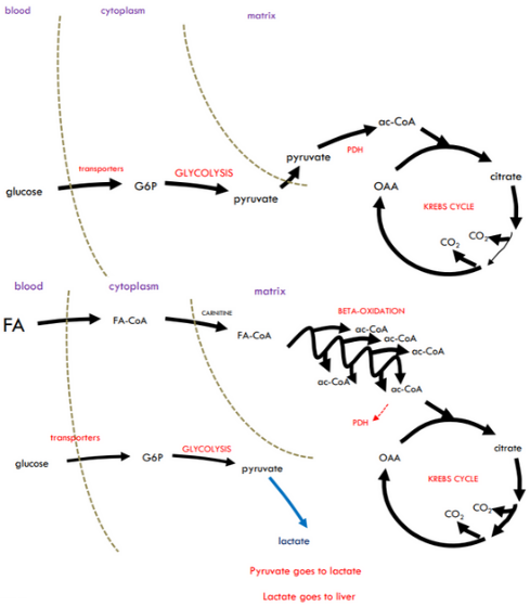 <p>The most readily available fuel is glucose, so the glucose transporter takes glucose into the cell and start the oxidation will start. This will lower blood glucose and we need to keep that at 5 mM for our brains.</p><p>Tiny decrease in blood glucose gives big hormonal responses and the insulin will decrease and glucagon will increase. Glucagon will do two things: first it will stimulate glycogen breakdown into glucose in liver and we can release that into the bloodstream; second it will stimulate fat breakdown in white adipose tissue and the fatty acids will be released into bloodstream.</p><p>Glucose stores (glycogen) are limitted and we cannot convert fatty acids into glycose. So fatty acids will substitute for glucose as a fuel and prevent glucose from bing wastefully oxidised. If excess fatty acids provide more acetyl-CoA than the Krebs cycle needs, the buildup inhibits pyruvate dehydrogenase, preventing pyruvate from converting to acetyl-CoA. Instead, incoming glucose is converted to lactate, which can be sent to the liver for glucose regeneration.</p><p>Once we get from 3-carbon Pyruvate to 2-carbon acetyl-CoA, the glucose is now lost forever. But if we can stop it here at pyruvate and convert it to lactate, it can be returned to the liver where it can be turned back into glucose again.</p><p>In summary:</p><p>– Initially, glucose is used</p><p>– After several minutes fatty acids take over (released from White Adipose tissue)</p><p>– Glucose still gets into the muscles, but it is only taken as far as lactate</p><p>– Lactate goes to the liver for re-synthesis of glucose (Gluconeogenesis)</p>