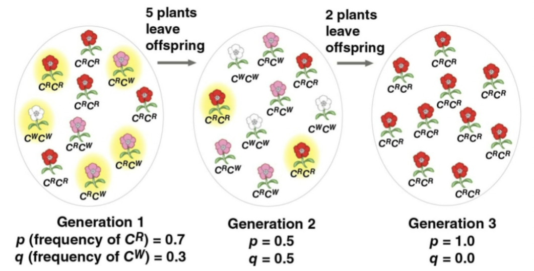 <p>Genetic drift</p>