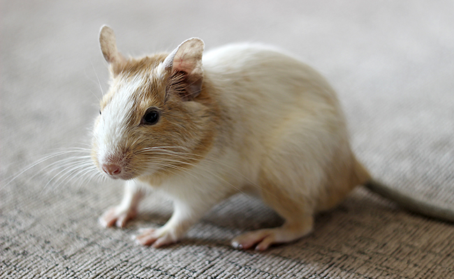<p><strong>Octodon </strong>(hystricomorphe herbivore)  </p><p>Espérance de vie : 5 à 8 ans.</p><p>Molaires en forme de 8</p><p>Ne jamais prendre l’extrémité de la queue.</p>