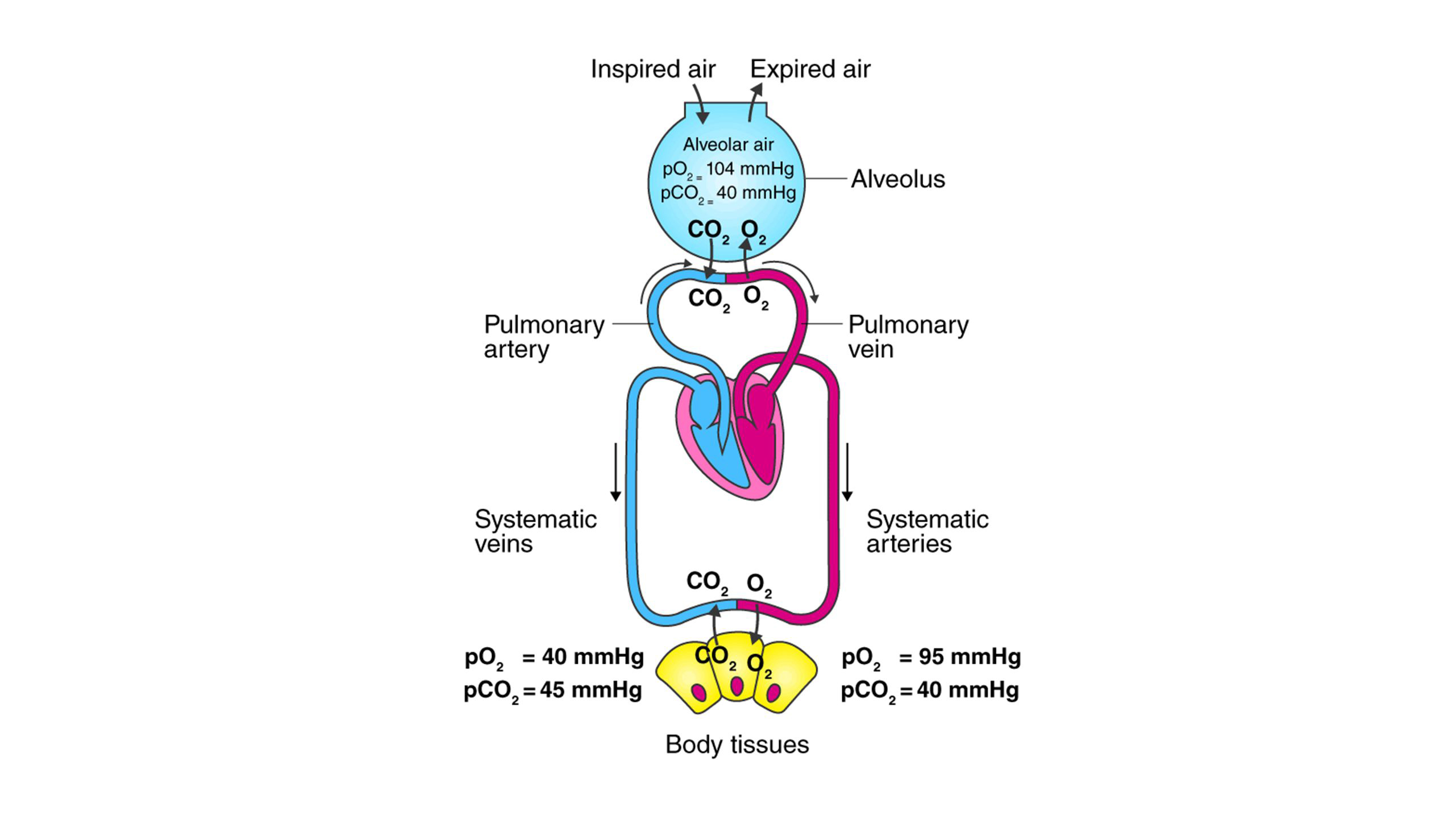 <p>o2-- 104</p><p>co2- 40 which is same as oxygen level of deoxygenated blood and tissue</p><p>where co2 level is also 40 for oxygenated blood</p>