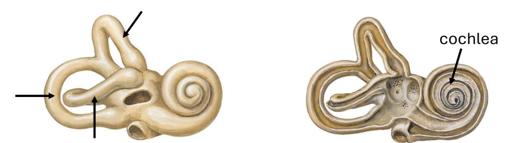 <p>balance and proprioception</p><p>3 horseshoe-shaped semicircular canals, each one oriented differently</p><p>canals filled with endolymph like the cochlea</p>
