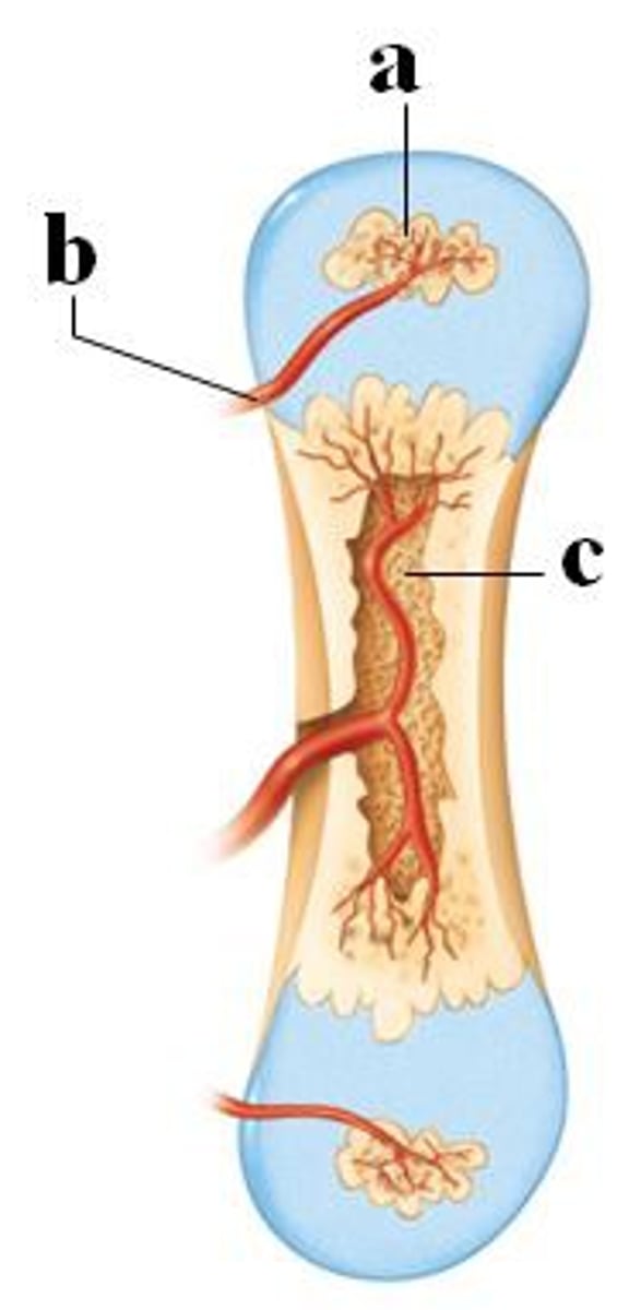<p>A secondary center forms in the epiphyses of the long bones.</p><p>The cartilage will continue to develop into bone during adolescence and early adulthood in this center (epiphyseal plates).</p>