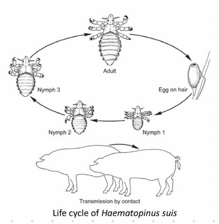 <p><strong><em>Haematopinus suis</em></strong></p><ul><li><p><strong>Sucking louse</strong></p></li></ul><p><span data-name="bug" data-type="emoji">🐛</span> Order: Phtiraptera, family: Haematopinidae</p><ul><li><p>Su, Bo, Eq</p></li></ul><p><span data-name="dna" data-type="emoji">🧬</span> Life Cycle (LC)</p><ul><li><p class="text-primary-foreground">Hemimetabolous - 1 month</p><ol><li><p class="text-primary-foreground">Eggs glued to hairs and feathers hatch in 2 weeks</p></li><li><p class="text-primary-foreground">3 nymph stages</p><ul><li><p>Protonymph</p></li><li><p>Deutonymph</p></li><li><p>Tritonymph</p></li></ul></li><li><p class="text-primary-foreground">Adult</p></li></ol></li><li><p class="text-primary-foreground">Transmission: animal-to-animal</p></li><li><p class="text-primary-foreground">Permanent ectoparasites</p></li><li><p class="text-primary-foreground">Host-specific</p></li><li><p class="text-primary-foreground">Head narrower than thorax</p></li><li><p class="text-primary-foreground">Distinct claws</p></li></ul><p><span data-name="pill" data-type="emoji">💊</span> Treatment</p><ul><li><p>Pour-on/spot-on organophosphorus insecticides</p></li><li><p>Rotate medicine to avoid resistance</p></li></ul><p><span data-name="stethoscope" data-type="emoji">🩺</span> Clinical Signs (CS)</p><ul><li><p>Dermatitis (mild)</p></li><li><p>Pruritus</p></li><li><p>Anemia (heavy infestations)</p></li></ul><p></p>