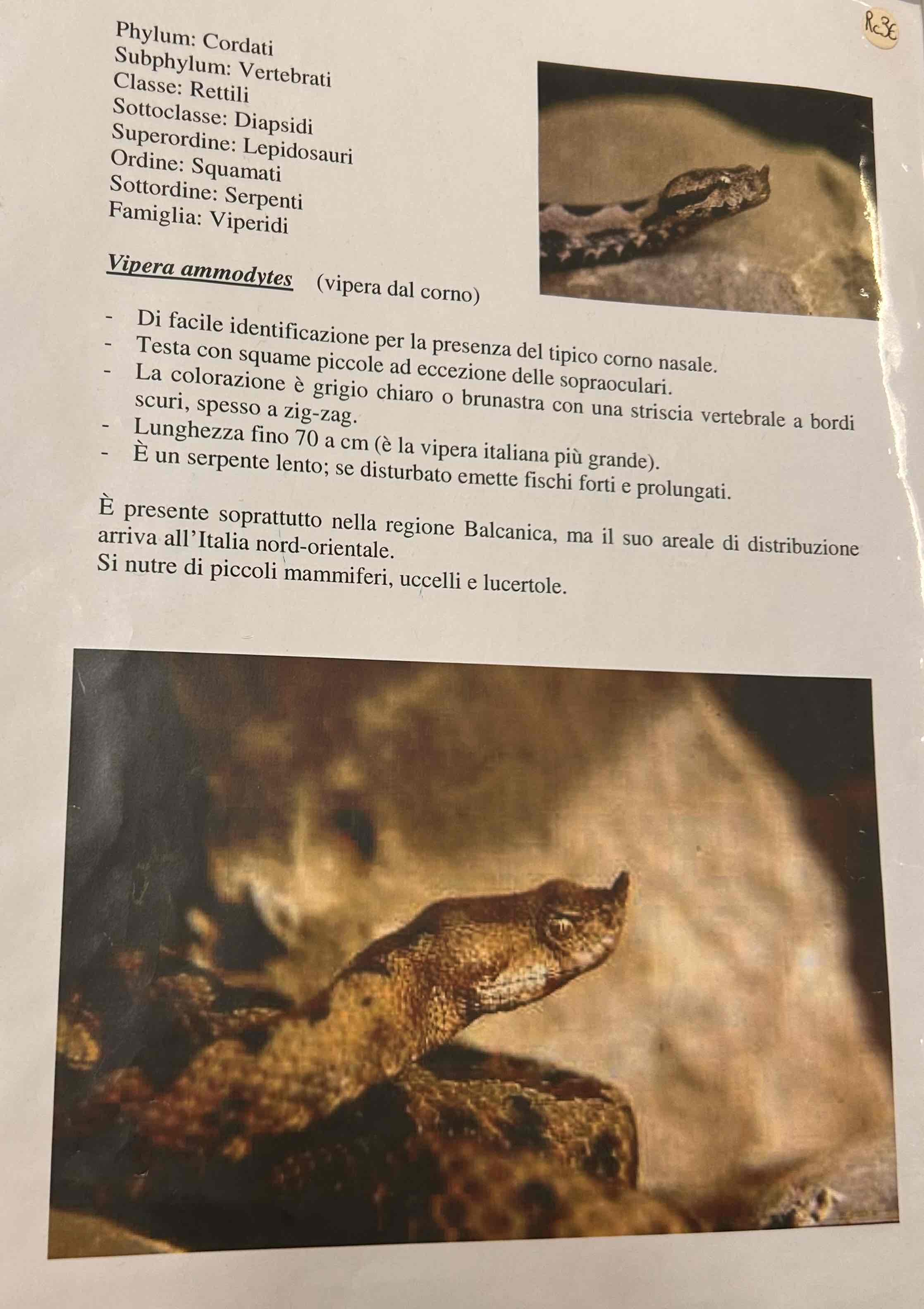 <p>Cordati</p><p>Vertebrati</p><p>Gnatostomi</p><p>Tetrapodi</p><p>Rettili</p><p>Lepidosauria</p><p>Squamati</p><p>(Ofidi)</p><p>Vipera ammodytes [vipera dal corno]</p>