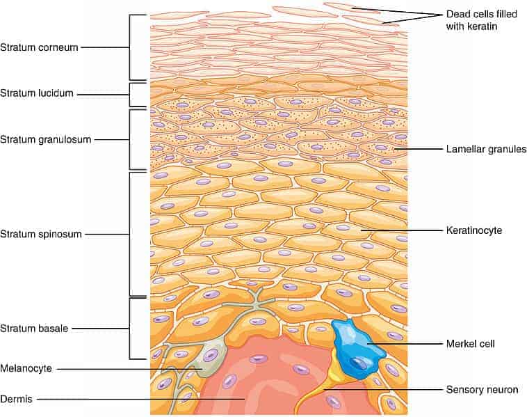 <p>Which of the following causes bone matrix resorption in response to a decrease of calcium levels in the blood?</p>