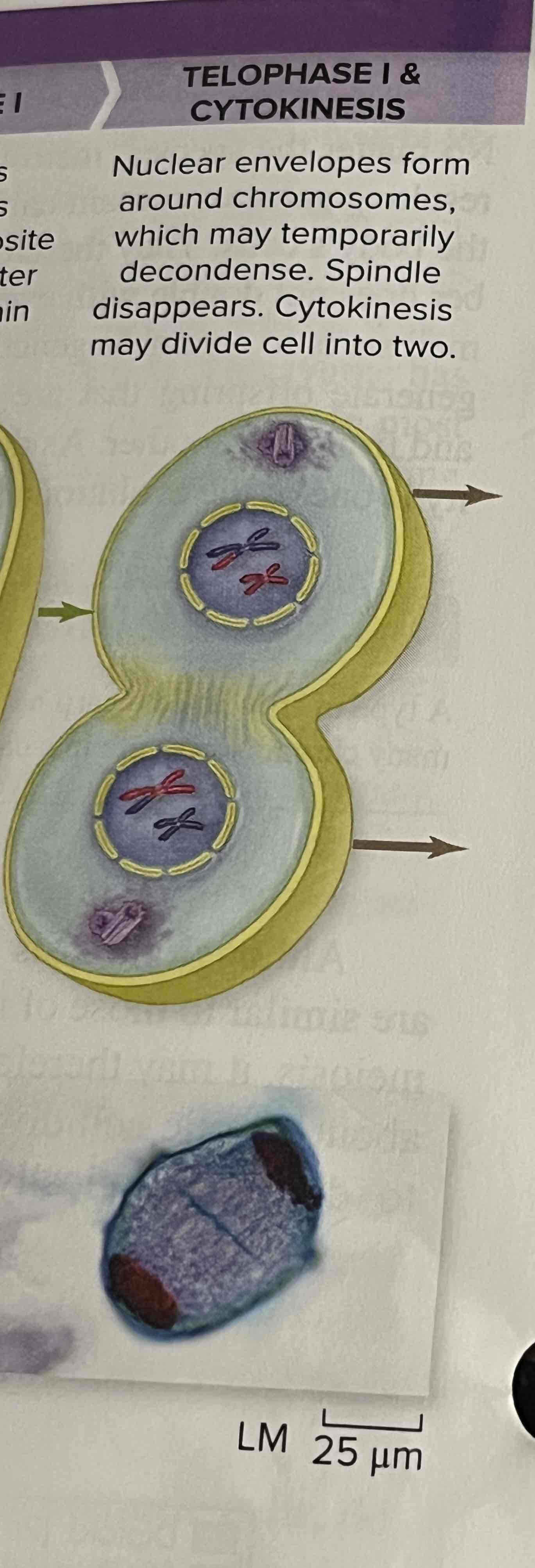 <p>May divide cell into two.</p>