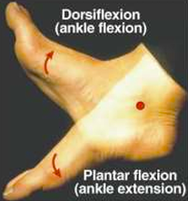 <p>Hinge</p><p>Allows plantarflexion/dorsiflexion of foot</p>