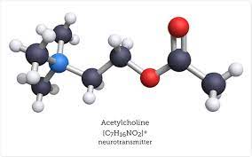 <p>Acetylcholin (ACh)</p>