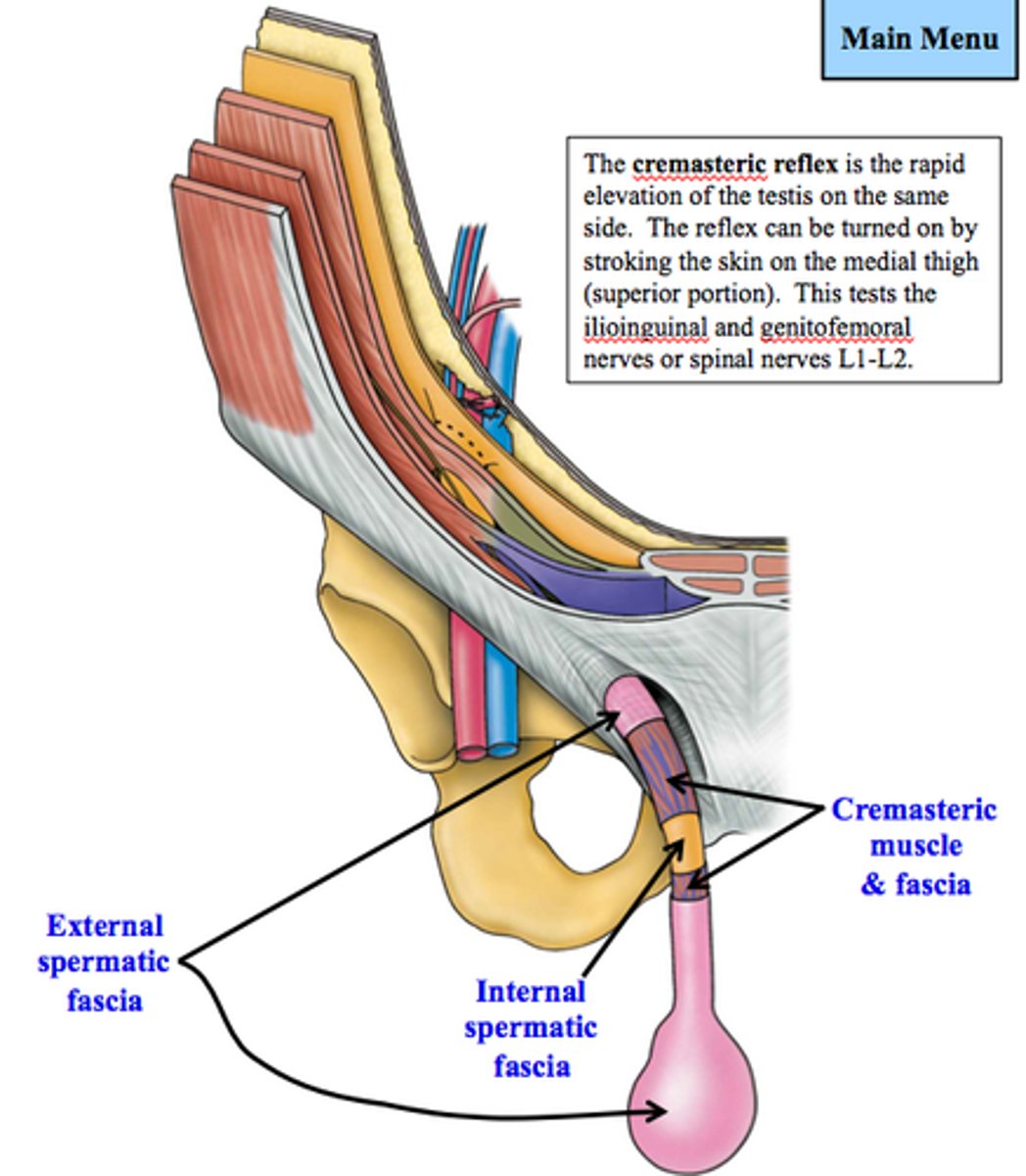 <p>internal oblique muscle</p>