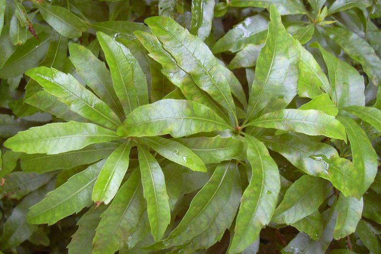 <ul><li><p>native, FAC</p></li><li><p>shrub/small tree</p></li><li><p>light, olive green leaves with spicy fragrance</p></li><li><p>evergreen</p></li></ul>