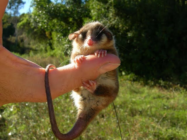 <p>Microbiotheria</p>