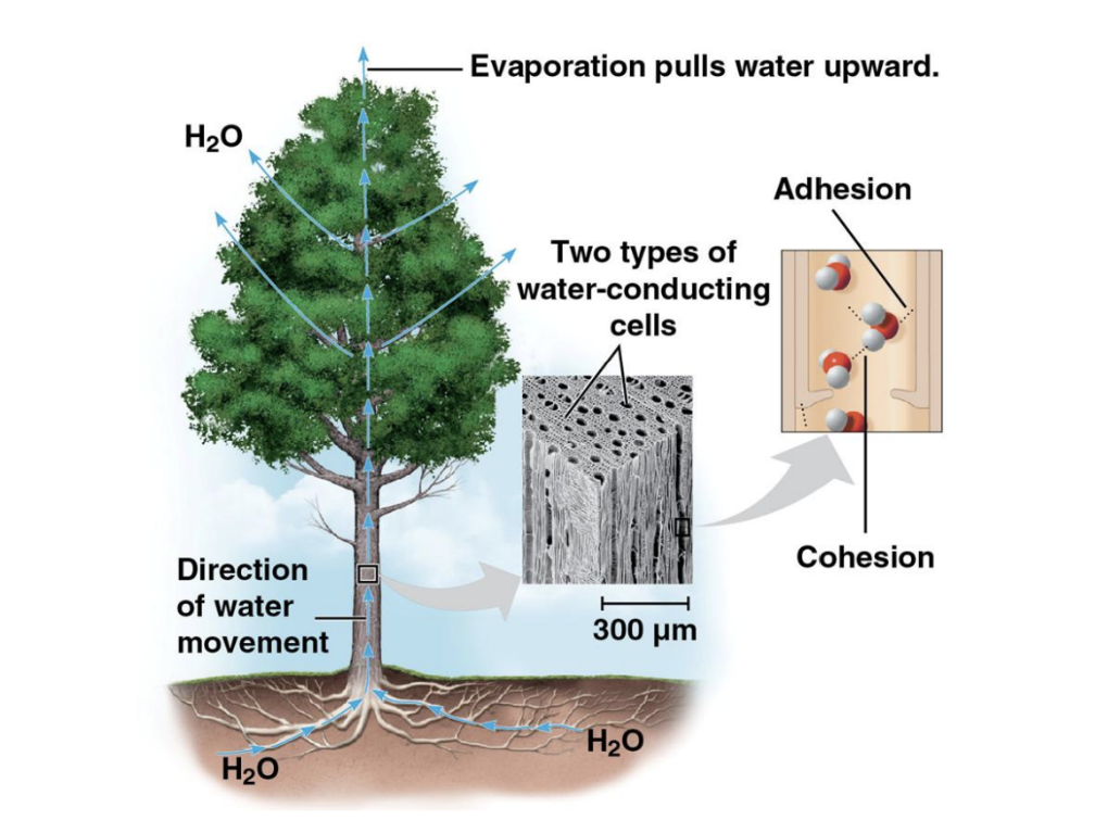 Water transport in plants