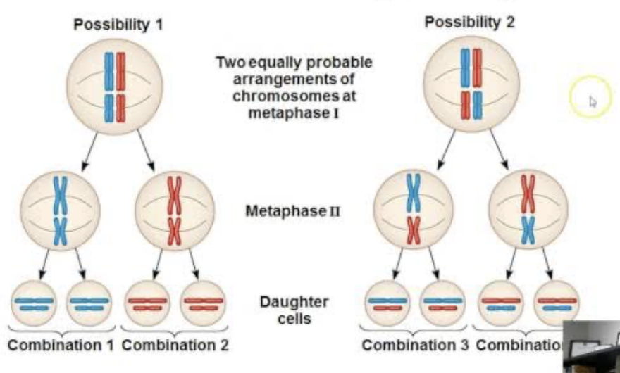 <p>2 diploid chromosomes in each parent undergo meiosis and produces 4 haploid gametes with random combinations of paternal and maternal chromosomes </p><p>RESULT:</p><p>4 gamete combos from one parent, 4 gamete combos from another parent</p><p>—&gt;  creates 16 different combinations of offspring </p>