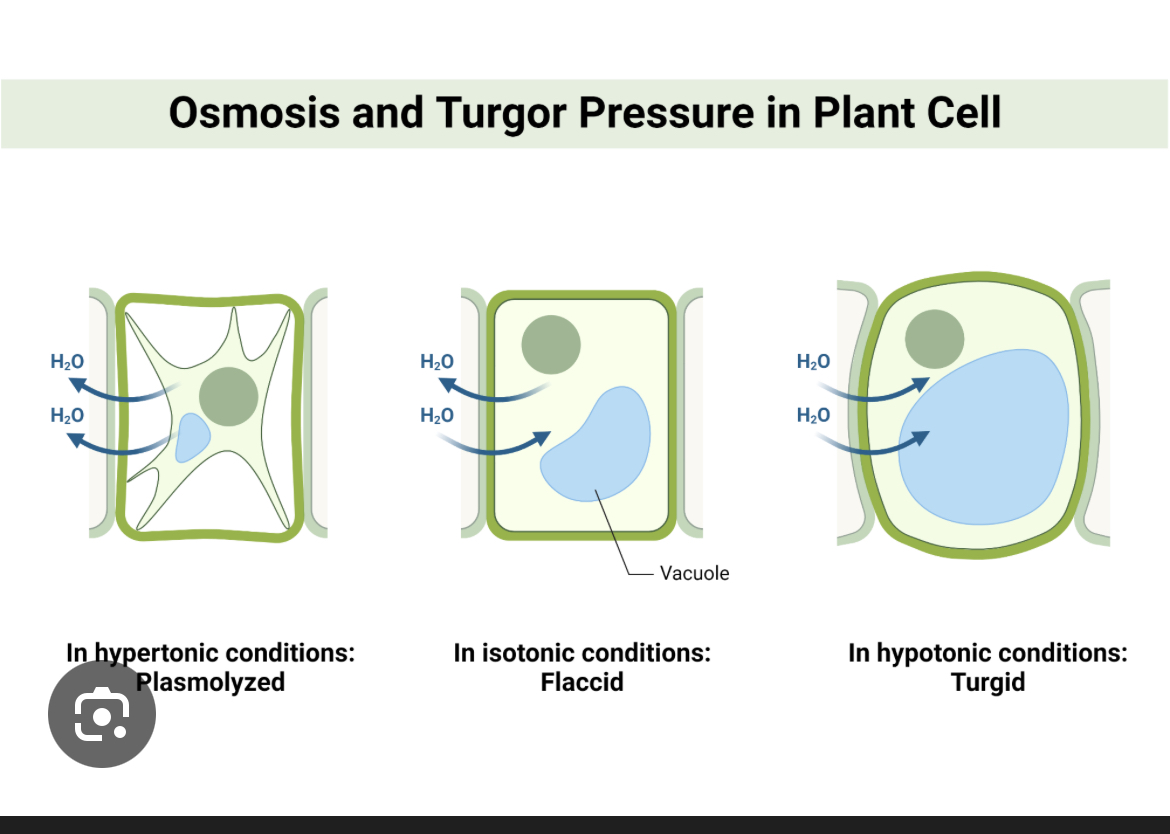 <p>Turgor pressure — Created when a cell vacuole full of water exerts outward pressure on the cell wall</p><p></p>