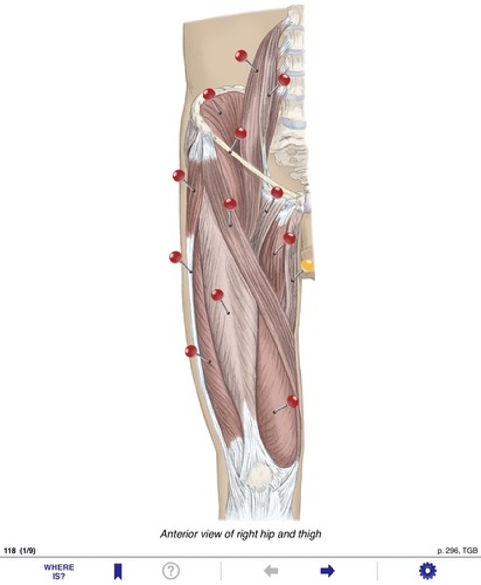 <p>Name the muscles at the yellow pin</p>