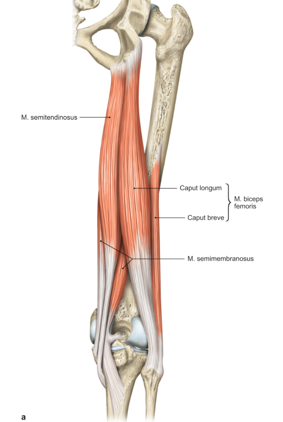 <p>m. semitendinosus</p><p>loopt van het bekken naar de tibia</p><p>functie = extensie en endorotatie in de heup &amp; flexie en endorotatie in de knie</p>