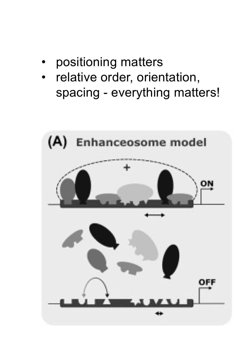 <p>In this model,<strong> EVERYTHING matters</strong> - positioning, order, orientation, and spacing all matter. It's cooperative and highly specific.</p>