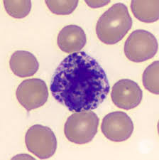 <p>basophil</p>