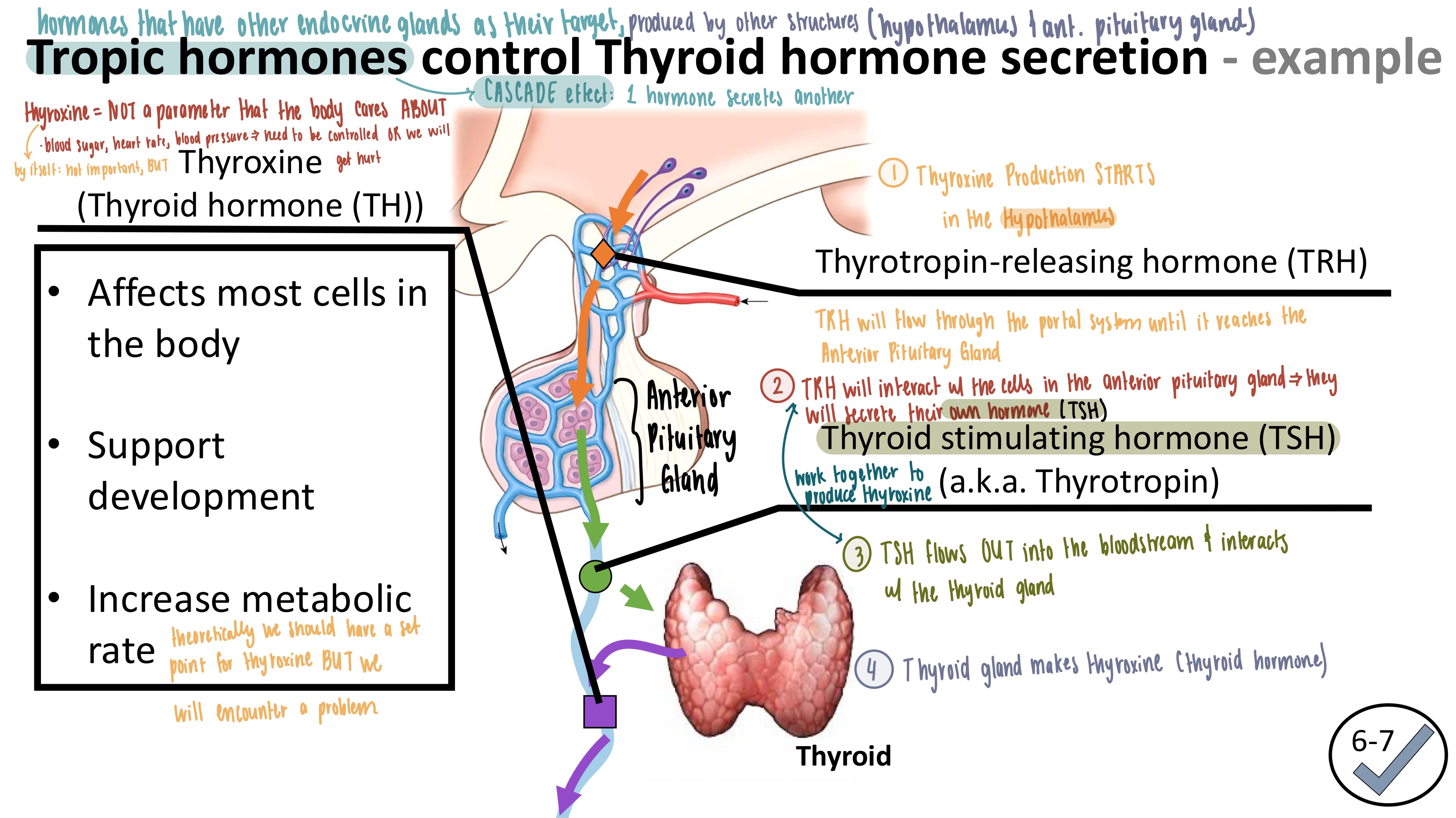 <ol><li><p><strong>Hypothalamus</strong> secretes <mark data-color="yellow" style="background-color: yellow; color: inherit">thyrotropin-releasing hormone (TRH)</mark></p><ul><li><p>flows through the portal system until it reaches the Anterior pituitary gland</p></li></ul></li><li><p><mark data-color="yellow" style="background-color: yellow; color: inherit">TRH</mark> will interact with the cells in the <strong>anterior pituitary gland</strong> → anterior pituitary gland secretes <mark data-color="red" style="background-color: red; color: inherit">thyroid-stimulating hormone (TSH)</mark> </p></li><li><p>TSH flows OUT into the bloodstream &amp; reaches the thyroid gland</p></li><li><p>The <strong>thyroid gland</strong> makes <mark data-color="green" style="background-color: green; color: inherit">thyroxine (thyroid hormone- TH) </mark></p></li></ol><p></p>