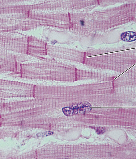 <p>What tissue type does this image depict?</p>