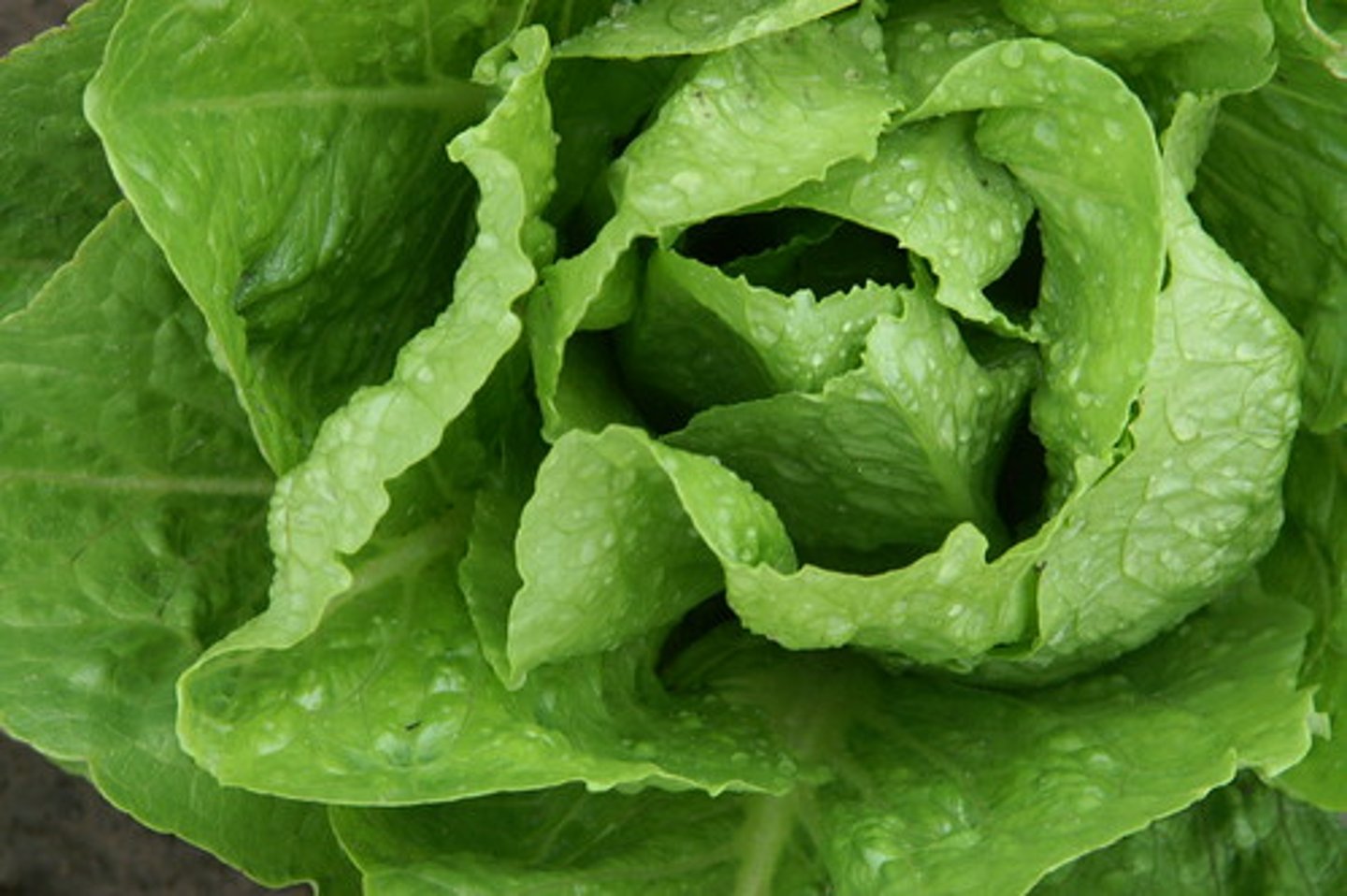 <p>salad, lettuce</p>