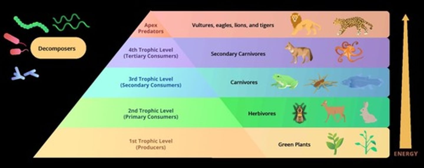 <p>As one organism eats another, toxins become more concentrated at higher trophic levels.</p>