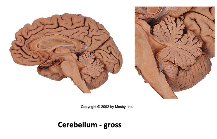 <p>the cerebellar cortex (but also contains white matter tracts and 4 deep nuclei)</p>