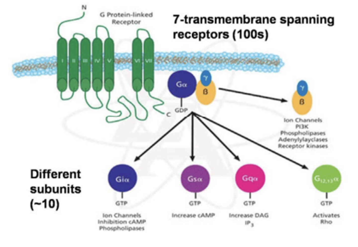 <p>activate heterotrimeric G proteins to regulate downstream effectors</p>