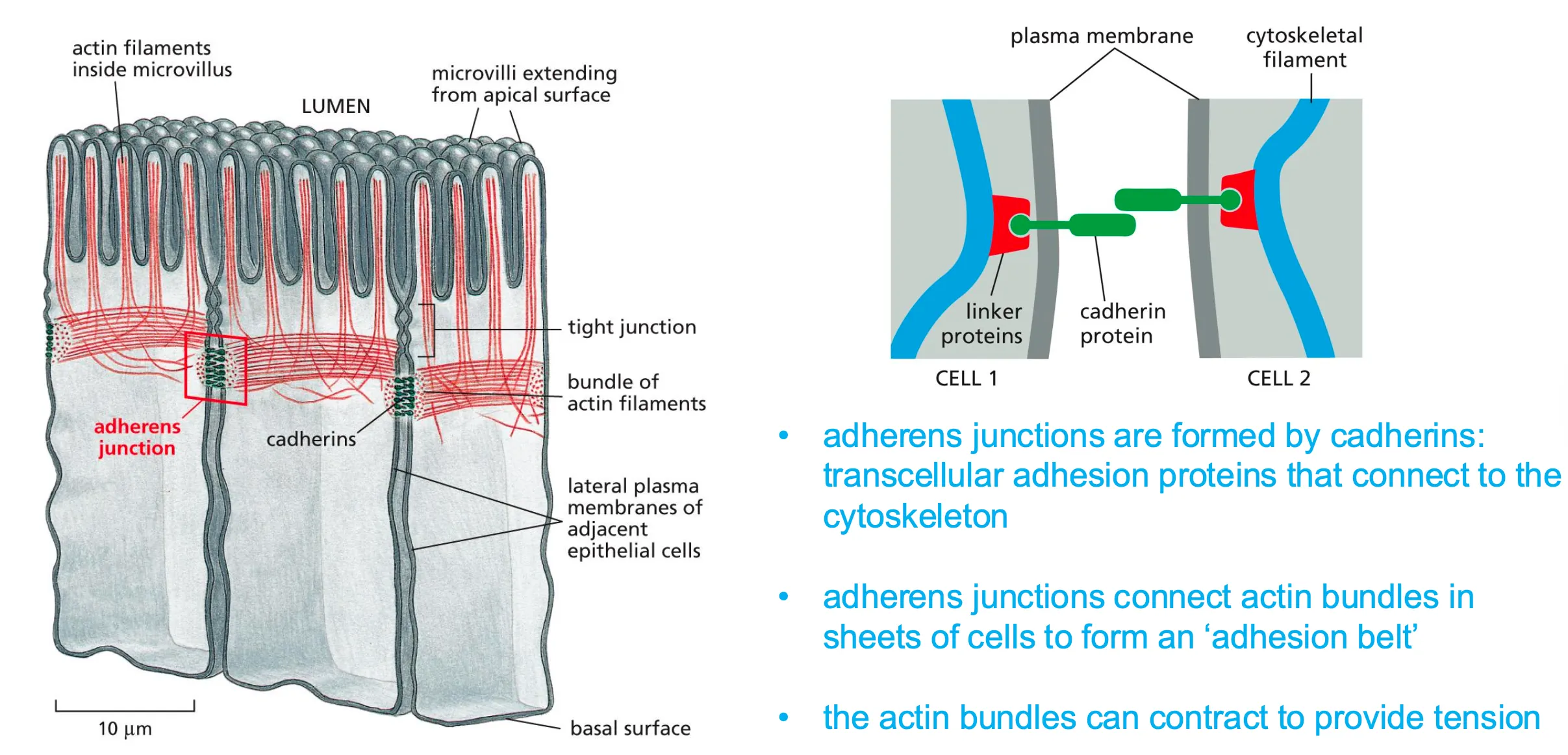 <p><span style="background-color: rgba(0, 124, 215, 0.094);"><strong><em><span>Connect the actin cytoskeleton in neighboring cells. </span></em></strong></span></p><ul><li><p>Bridges between cells and are formed by cadherins and main function is to form the intracellular bridges.</p></li></ul><ul><li><p>Adherens grab actin filaments which form sheets which form the belt that holds all the cells together.</p></li><li><p>Actin we know can exert a force but also allows the belt to expand and gives dynamic to the adherens.</p></li></ul><p></p>