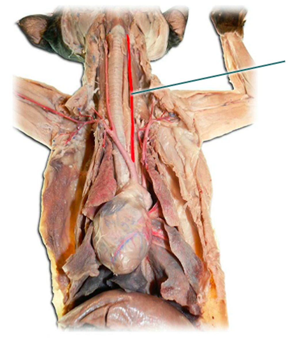 <p>along the left side of the trachea</p>