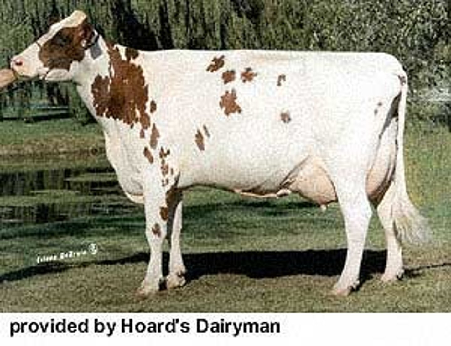 <p>Dairy breed from Scotland, came to the US in 1822. Average milk production. Reddish brown and white. Known for excellent udders.</p>