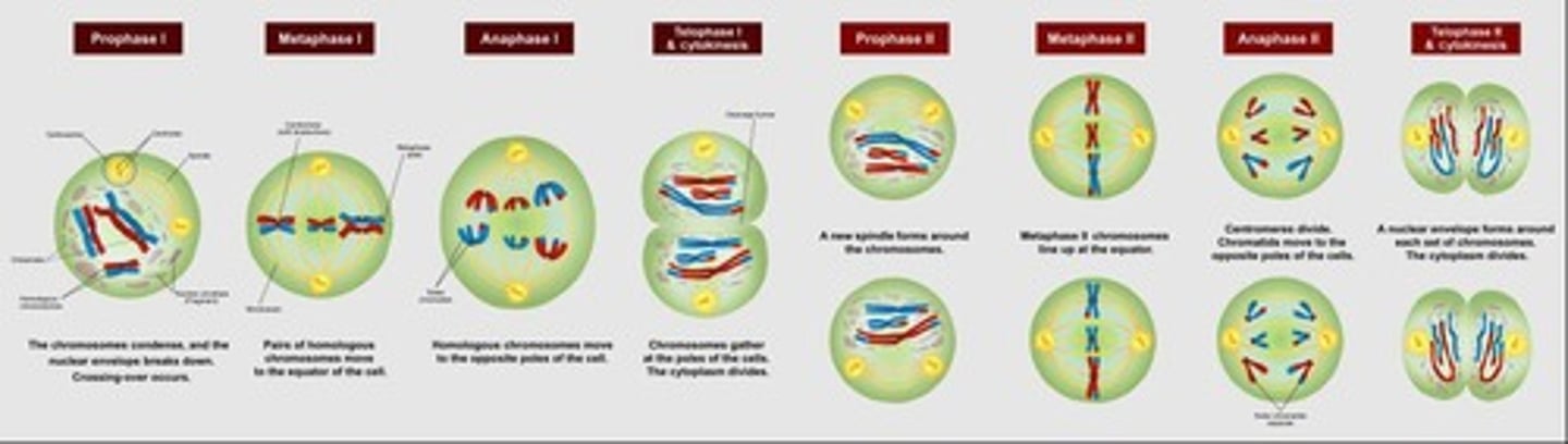 <p>Cell division producing gametes with half chromosome number.</p>