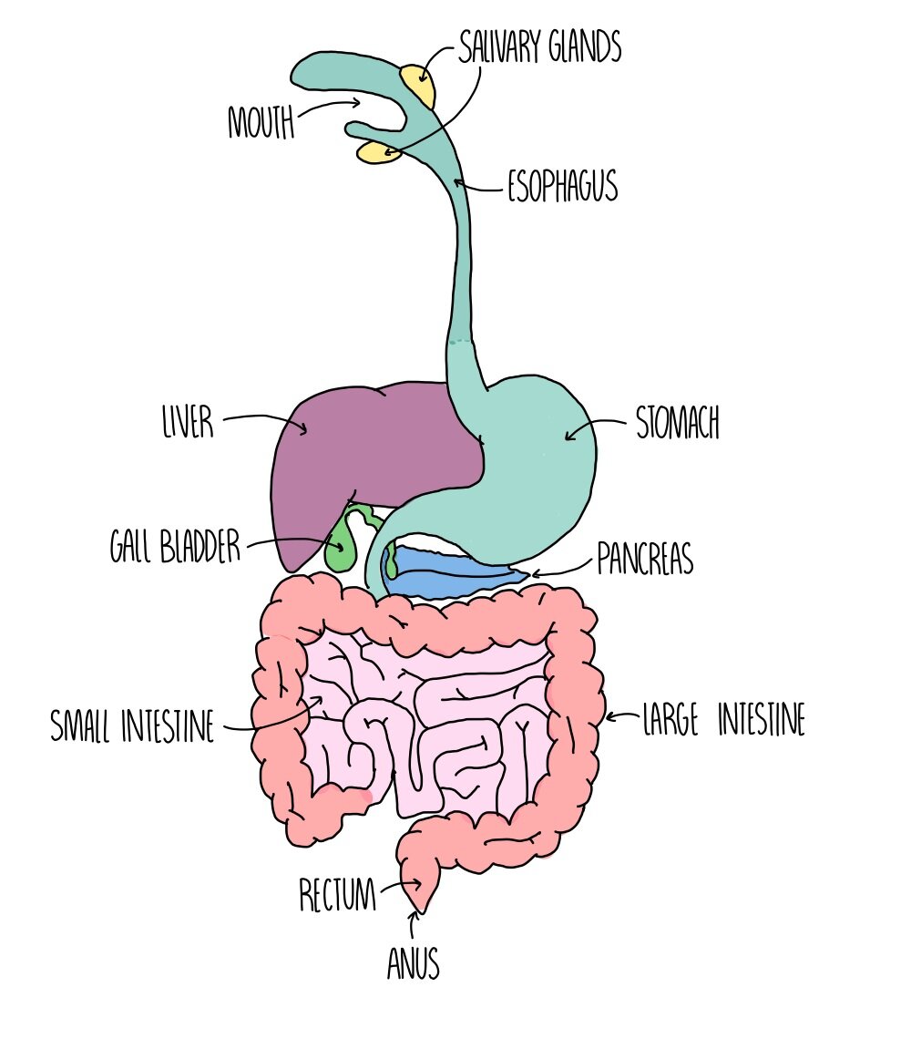 <p>Glands (pancreas and salivary glands): produce digestive juices</p><p>Stomach and small intestine: digest food</p><p>Liver: produces bile</p><p>Small intestine: absorbs soluble food molecules</p><p>Large intestine: absorbs water from undigested food leaving faeces</p>