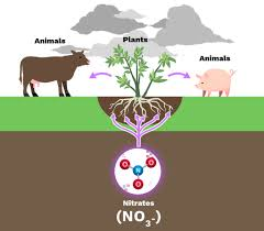 <p>Describe assimilation</p>